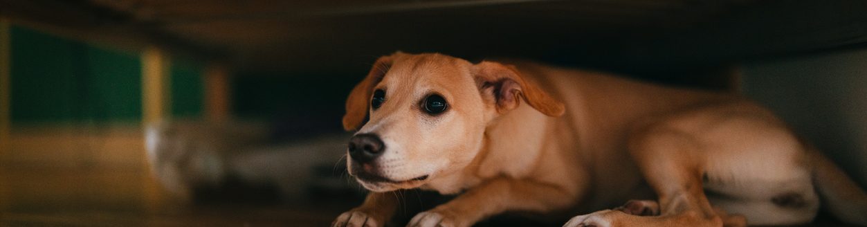 Terrified little dog lying on the floor below bed. (iStock-#1482780941 │ miniseries)