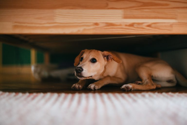 Terrified little dog lying on the floor below bed. (iStock-#1482780941 │ miniseries)