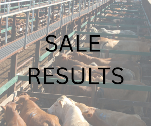 Livestock auction sale barn with feeder cattle in sorting pens.