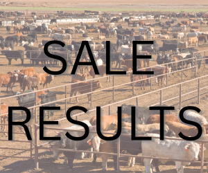 Cattle sale results