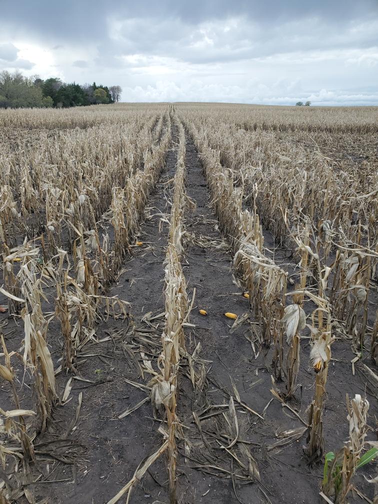Roscoe, SD Photo by Patrick Gomon