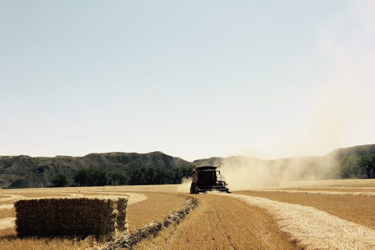 Picking up Barley between Loma and Fort Benton, Montana.