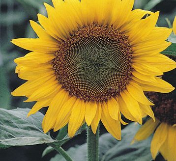 Sunflower (Courtesy photo.)