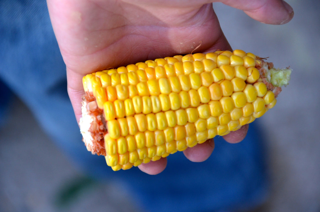 Corn (Journal photo by Jennifer Carrico.)
