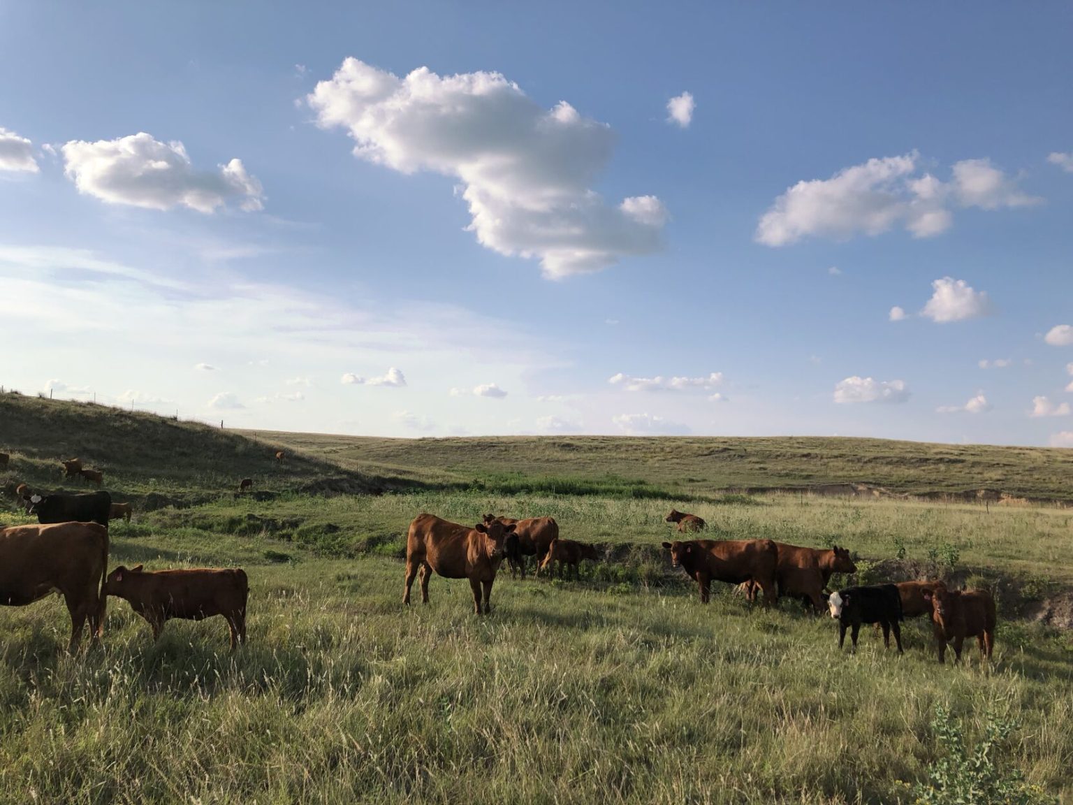 5 tips for setting pasture lease rates High Plains Journal