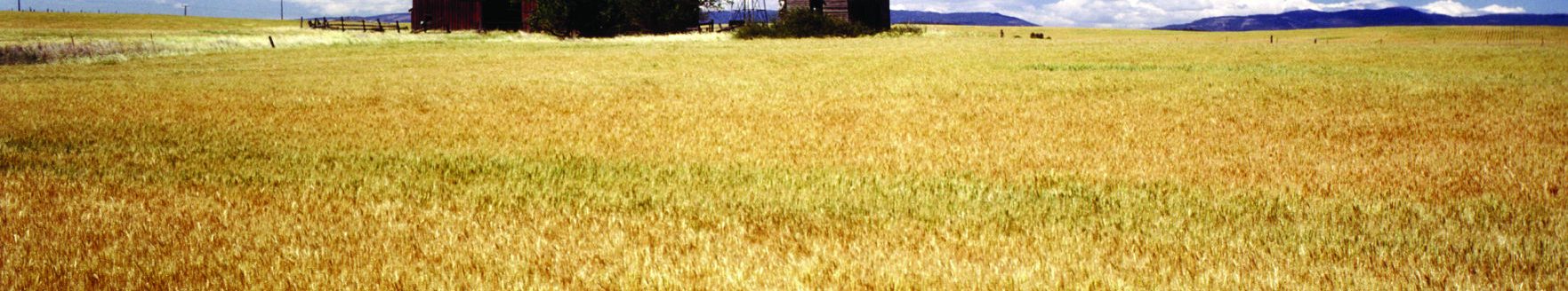 Wheat (Journal stock photo.)