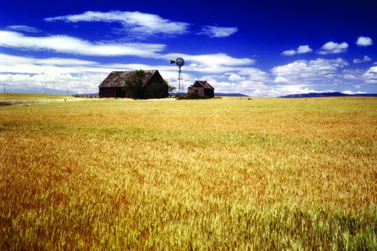 Wheat (Journal stock photo.)