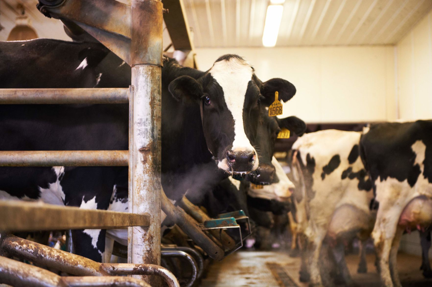 8 steps to get your milking routine winter ready - High Plains Journal