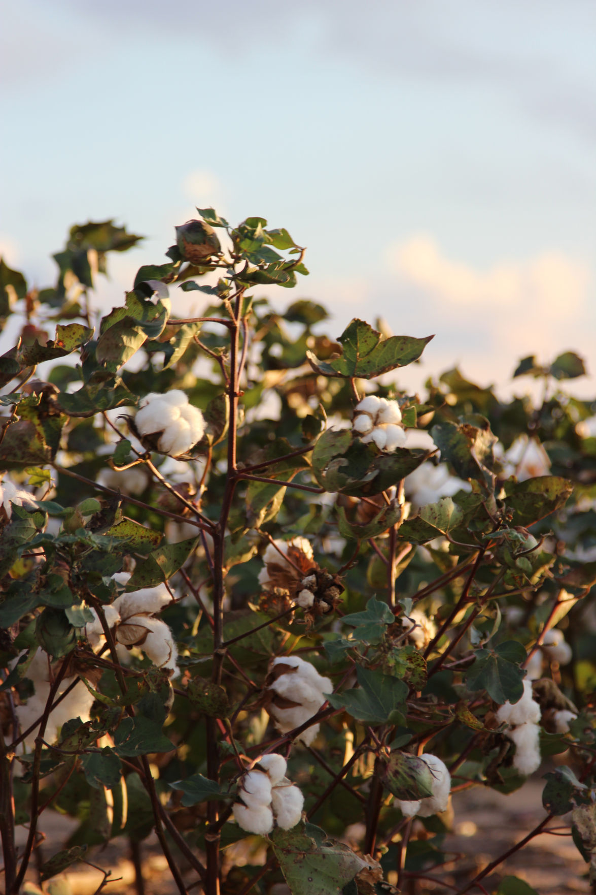 ICAC: Global cotton consumption to increase