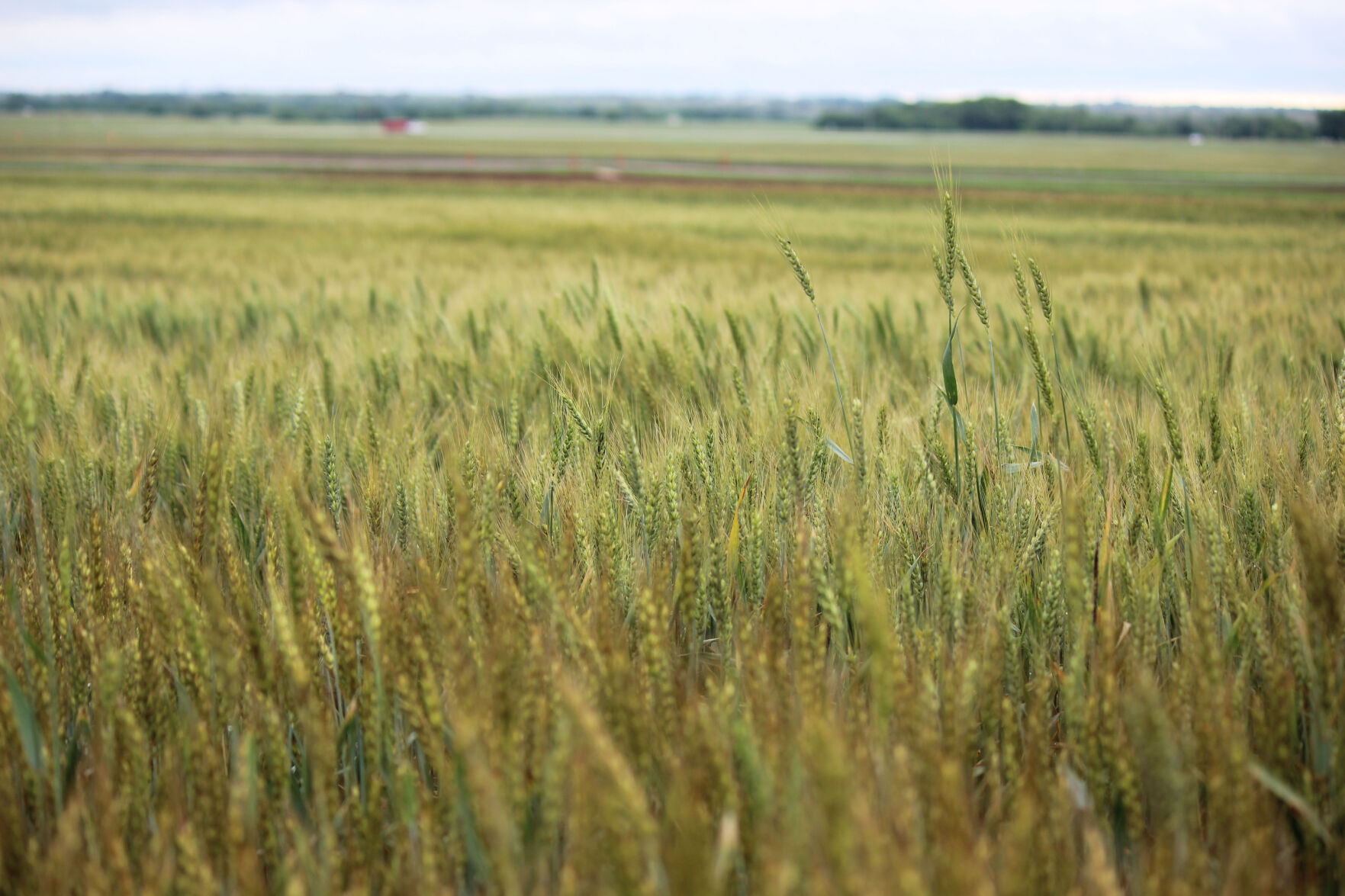 Wheat (Journal photo by Lacey Vilhauer.)