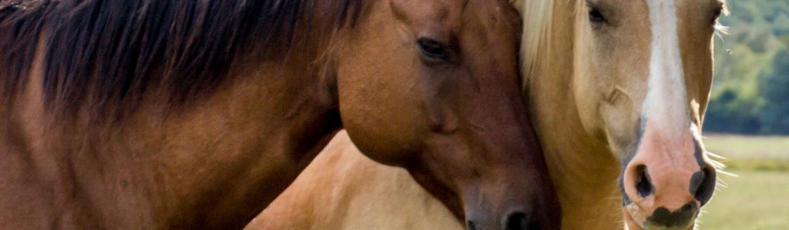 This is not a photograph of the stolen horses. (Photo by Donna Lovdahl, Sioux Falls, South Dakota.)