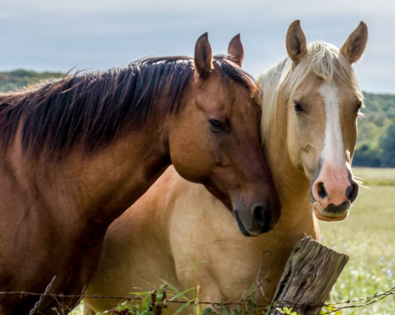 This is not a photograph of the stolen horses. (Photo by Donna Lovdahl, Sioux Falls, South Dakota.)