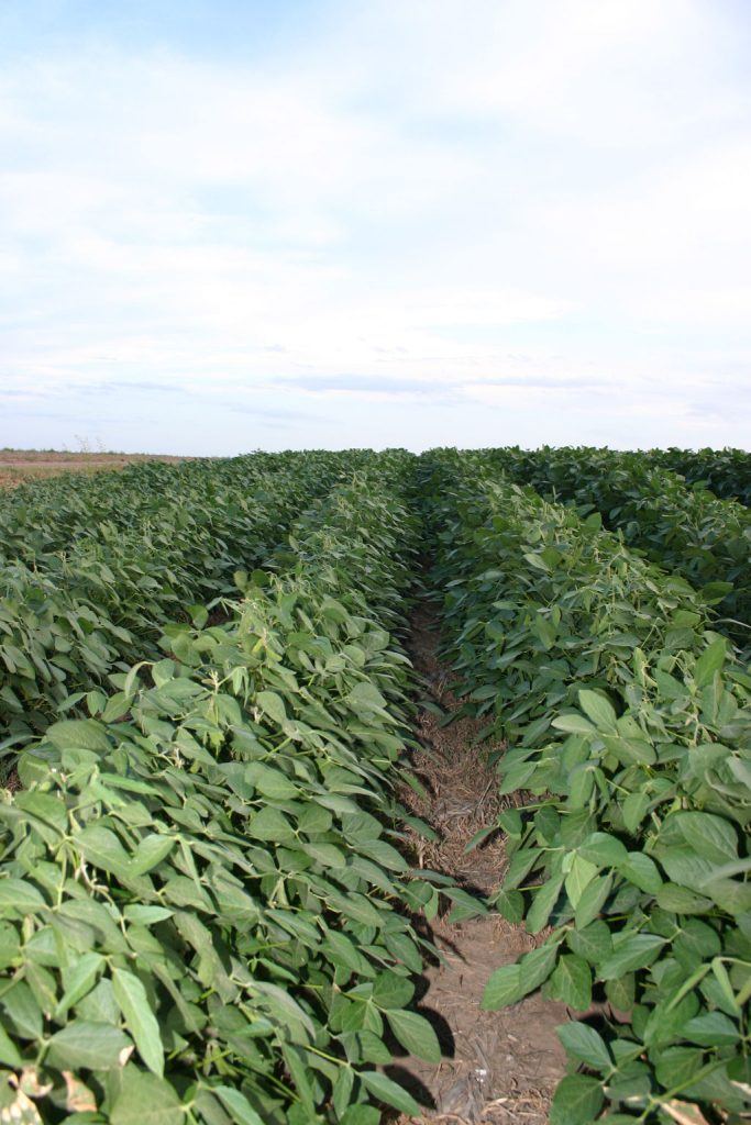 Soybeans (Journal stock photo.)
