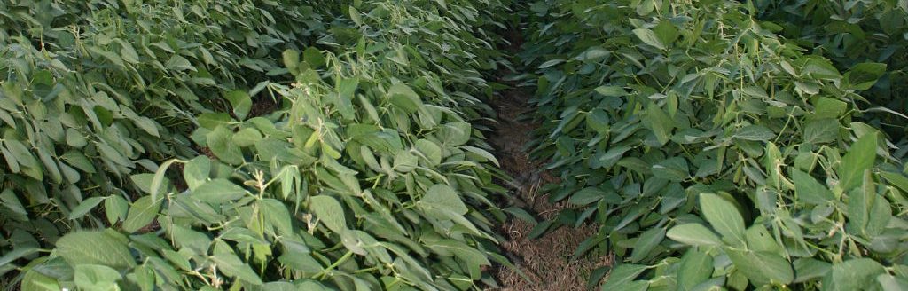 Soybeans (Journal stock photo.)