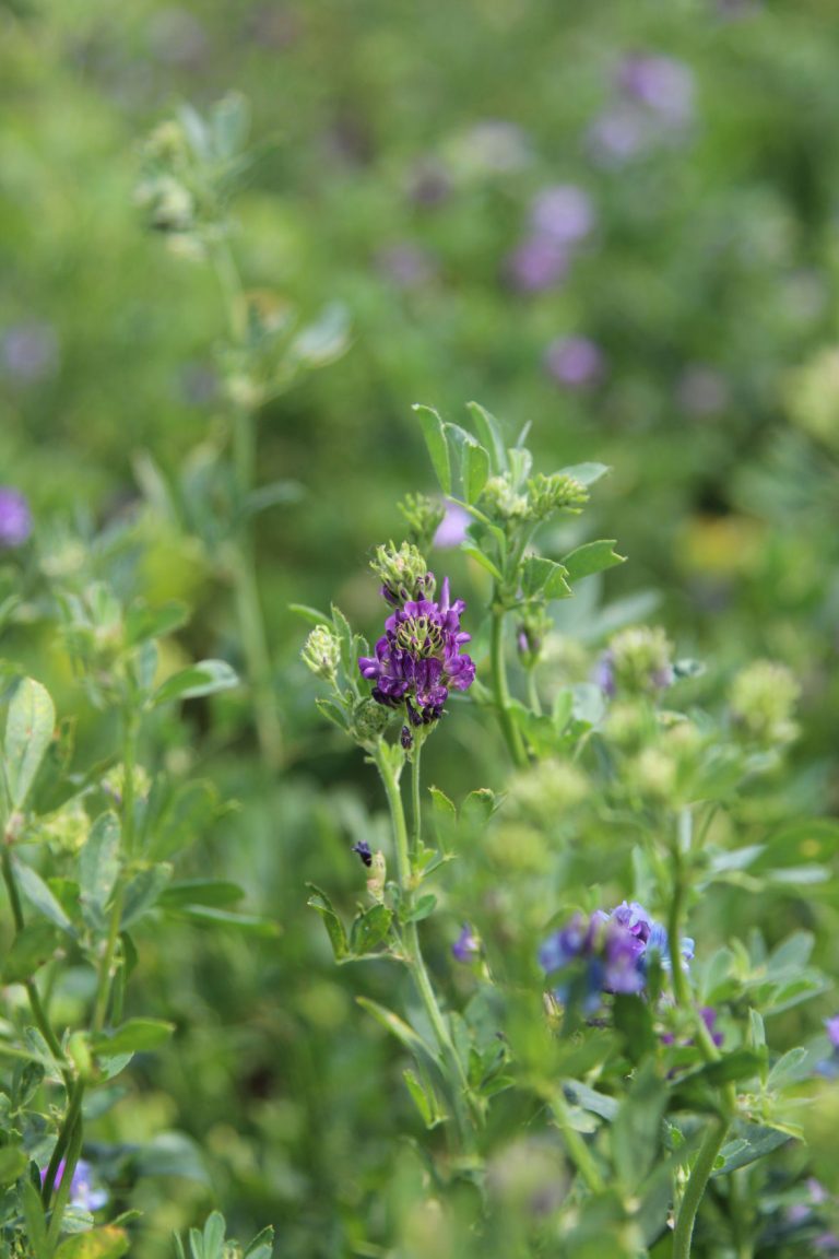 Alfalfa