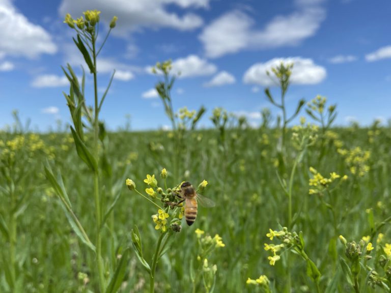 Bee