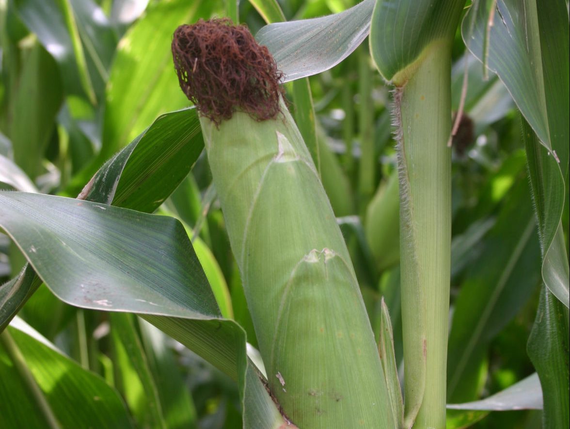 Ear of corn. (Journal photo by Jennifer M. Latzke.)