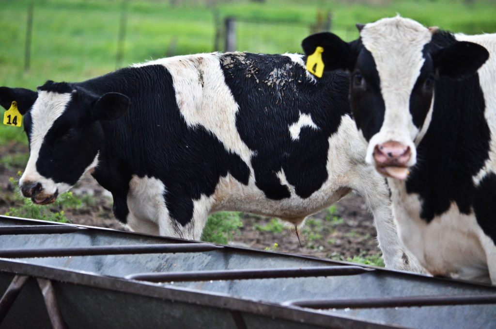 Avian flu detected in Iowa dairy - High Plains Journal