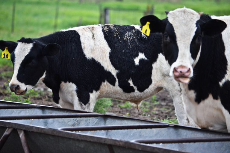 Dairy cows