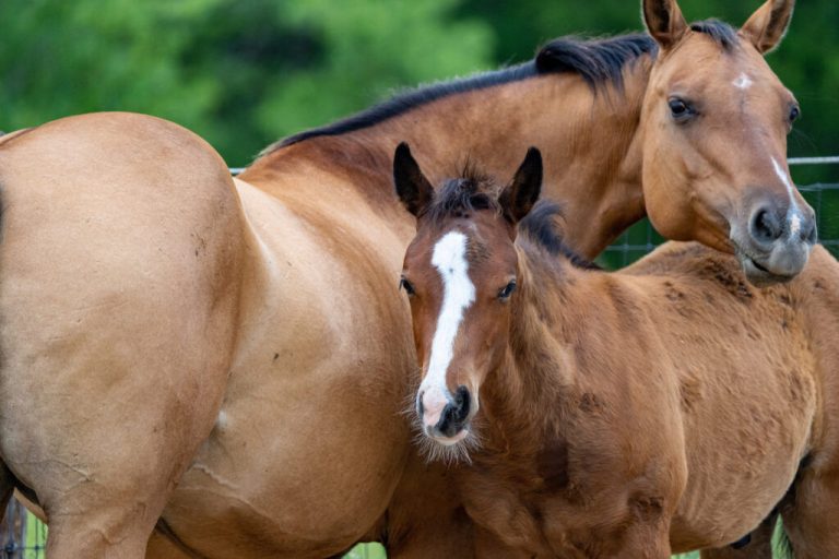 Horses
