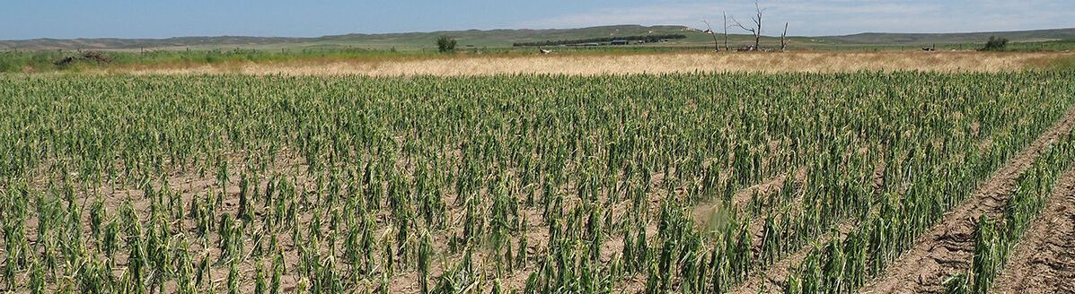 A recent hail storm took corn down to the stalk in some areas of Nebraska. (Photo by Gary Stone.)