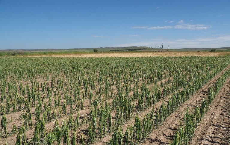 A recent hail storm took corn down to the stalk in some areas of Nebraska. (Photo by Gary Stone.)