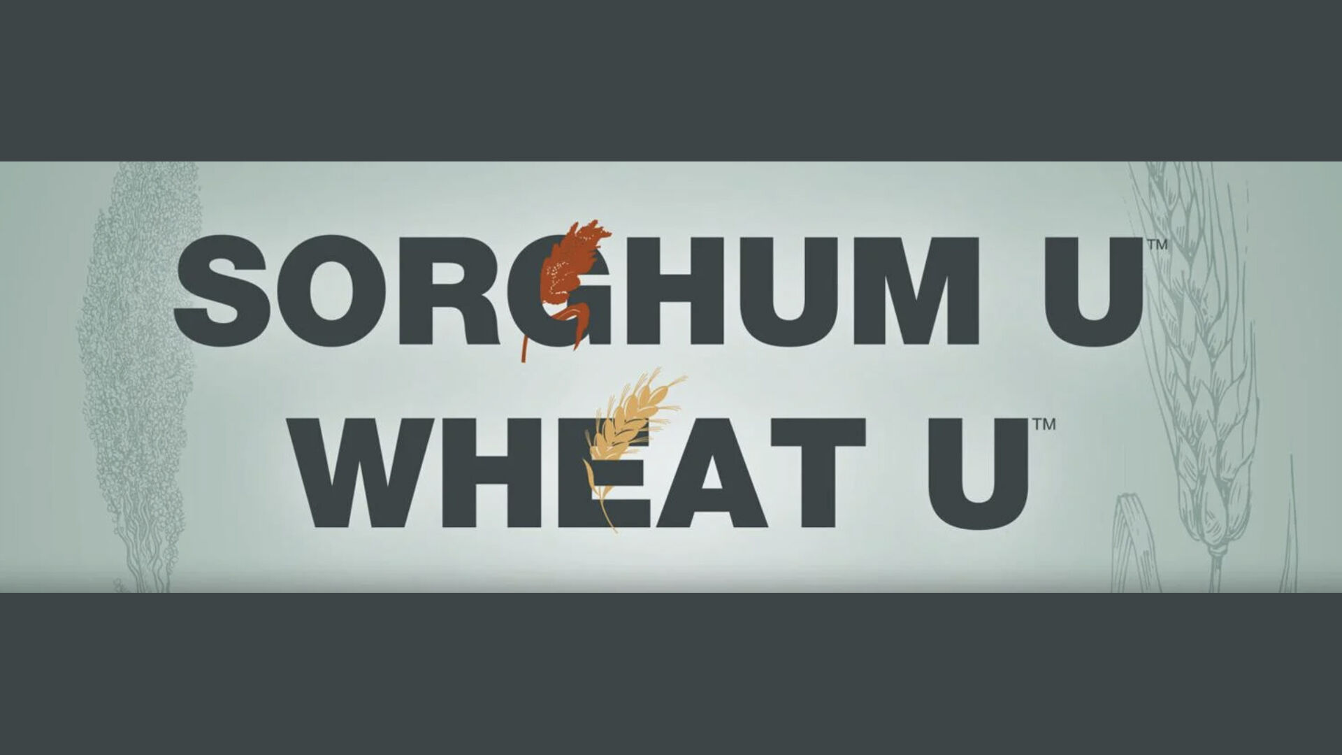 Sorghum U / Wheat U