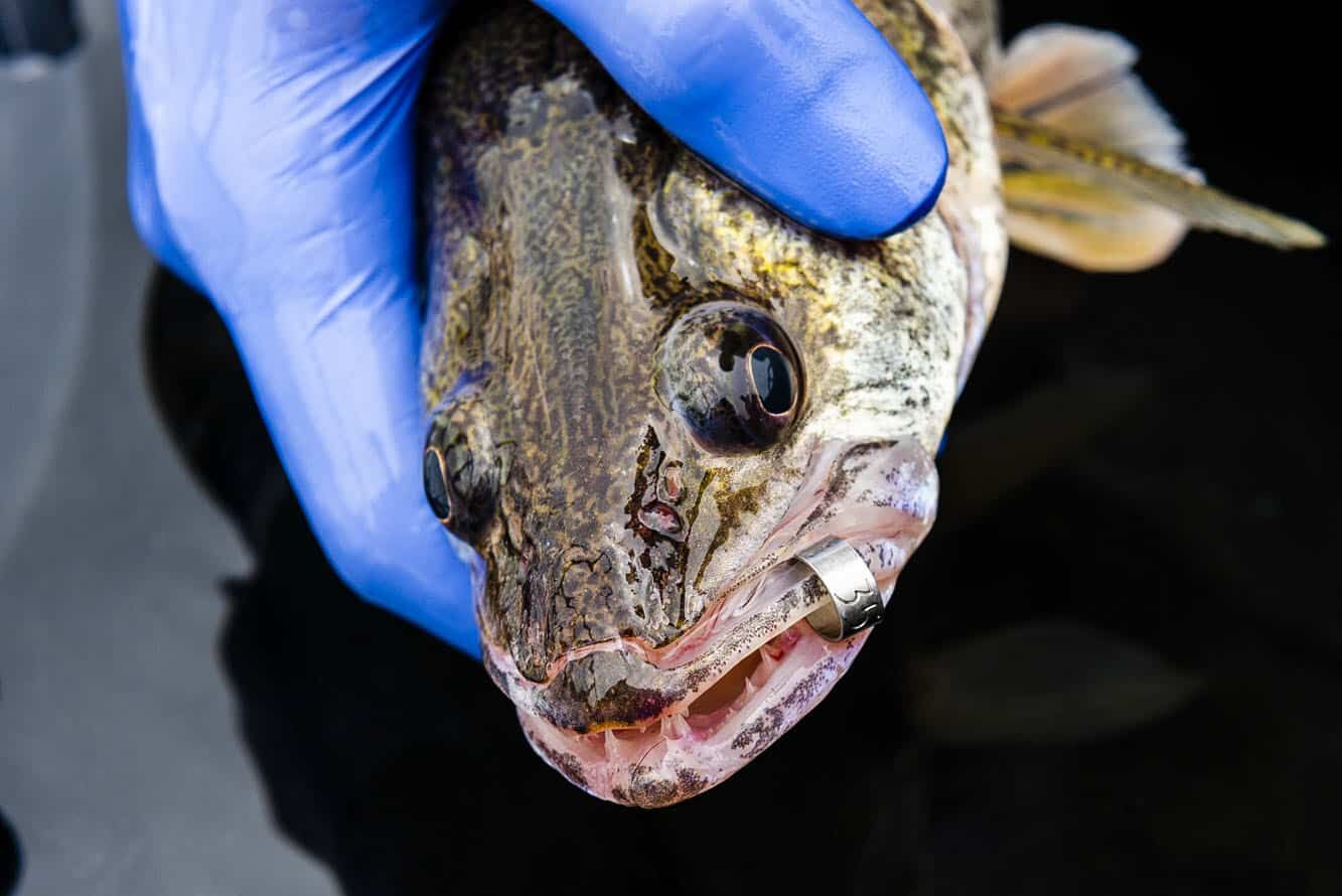 A walleye with a metal tag is in its jaw is being tracked as part of a study to understand declines in the walleye and sauger fisheries in the Missouri River and Lewis and Clark Lake between Fort Randall and Gavins Point dams following flooding in 2011. (Photo by Eric Fowler for Nebraskaland Magazine and Nebraska Game and Parks Commission.)