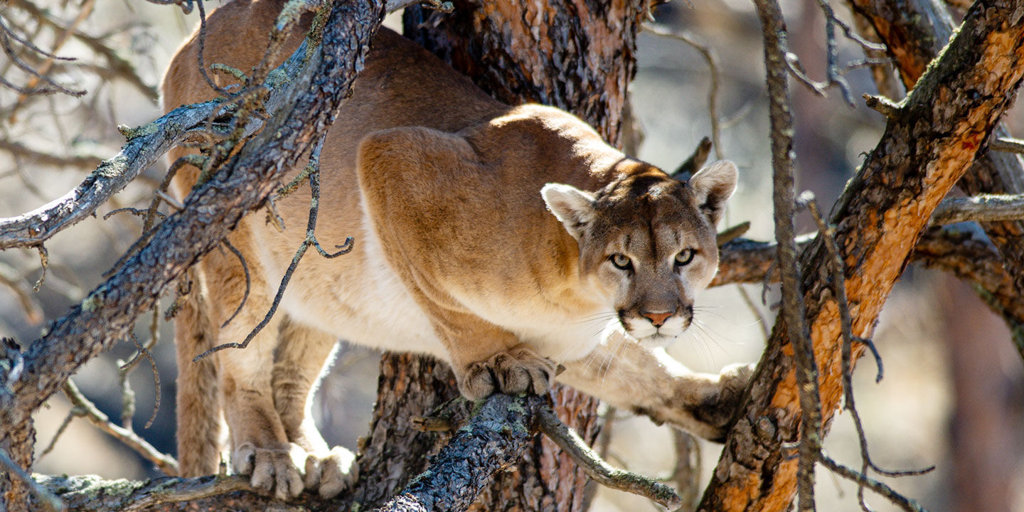 Commissioners Approve A 2024 Mountain Lion Season High Plains Journal   C829431d7f87a0463ec4e8fe8b4e412e 