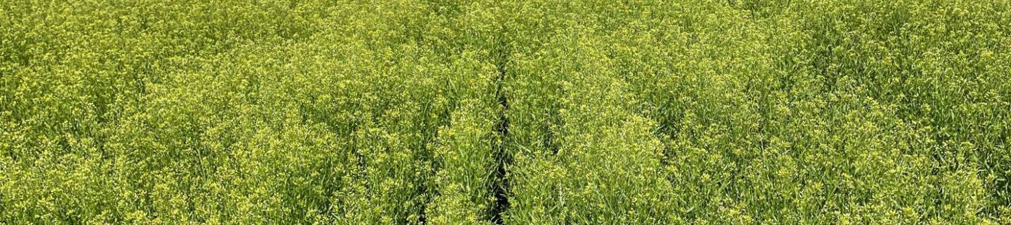 Camelina field. (Photo courtesy Global Clean Energy.)