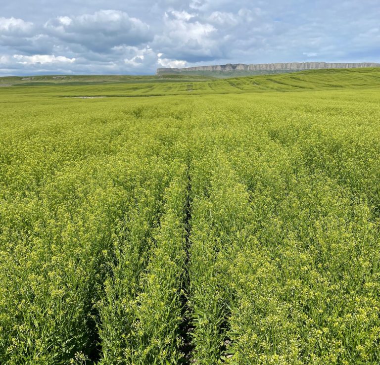 Camelina field. (Photo courtesy Global Clean Energy.)