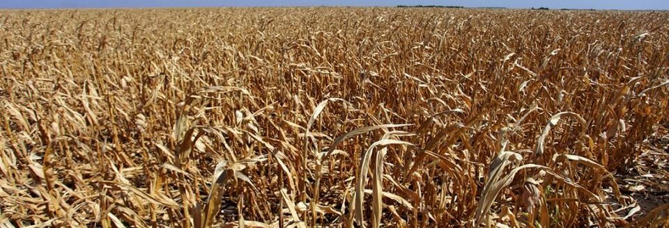 Drought stressed cornstalks