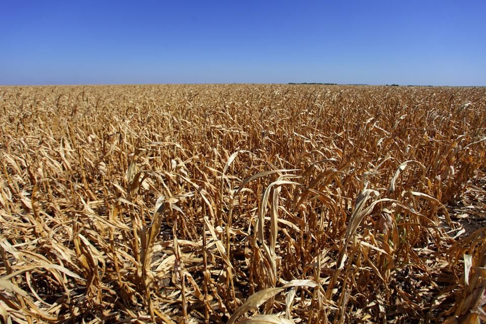 Drought stressed cornstalks
