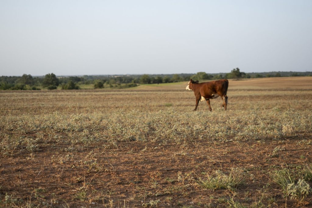Prolonged drought leaves mark on beef industry - High Plains Journal
