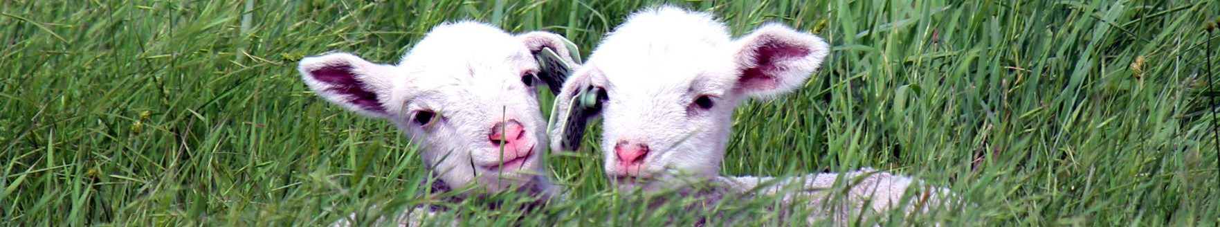 baby lambs
