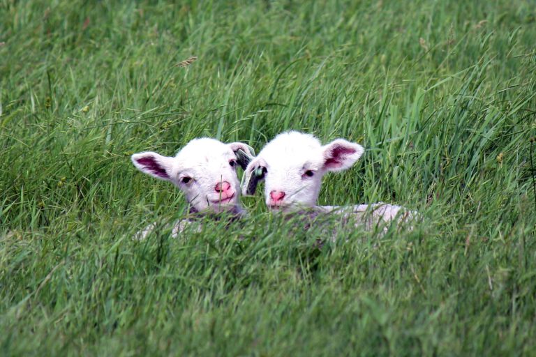 baby lambs