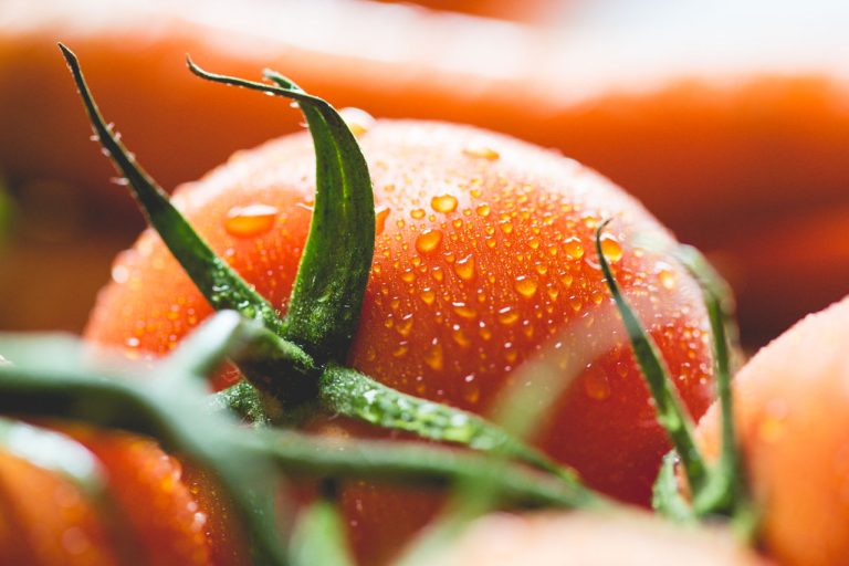 Tomato