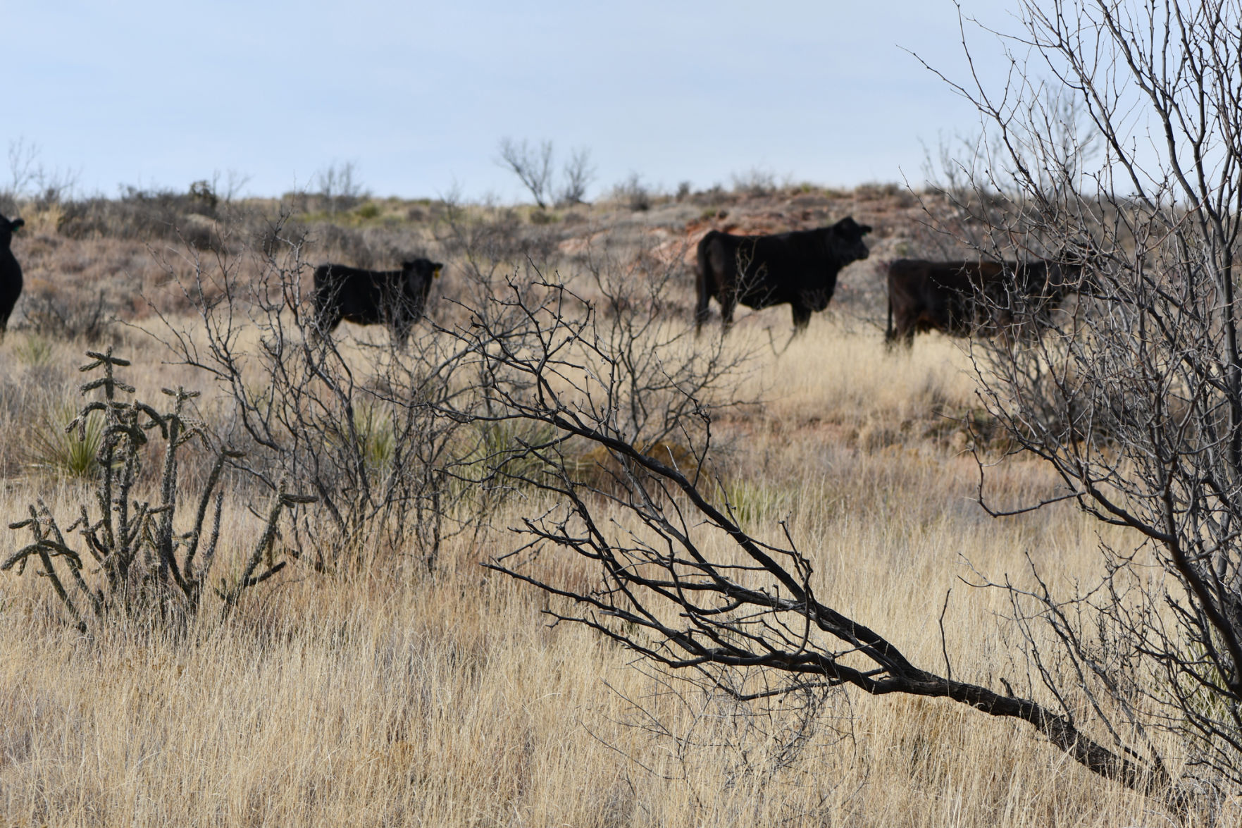 Livestock (Texas A&M AgriLife photo by Kay Ledbetter.)