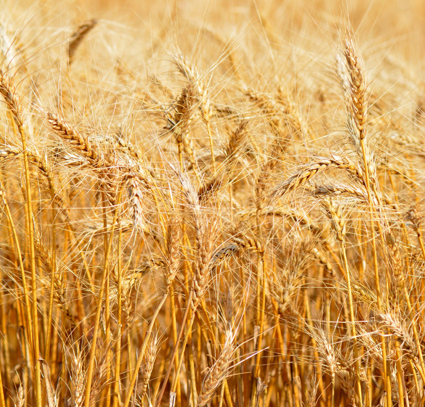 Wheat. (Photo by Kay Ledbetter, Texas A&M AgriLife.)