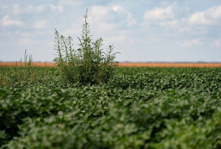 (Photo by Laura McKenzie, Texas A&M AgriLife.)