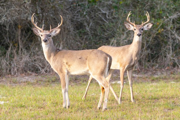 (Photo by Michael Miller, Texas A&M AgriLife.)