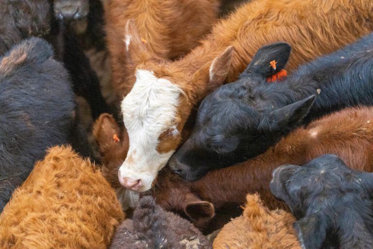 (Photo by Michael Miller, Texas A&M AgriLife.)