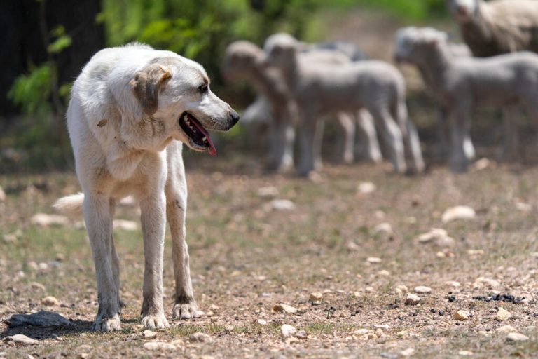 The next Livestock Guardian Dog webinar on Aug. 17 will discuss predatory behavior. (Photo by Michael Miller, Texas A&M AgriLife.)