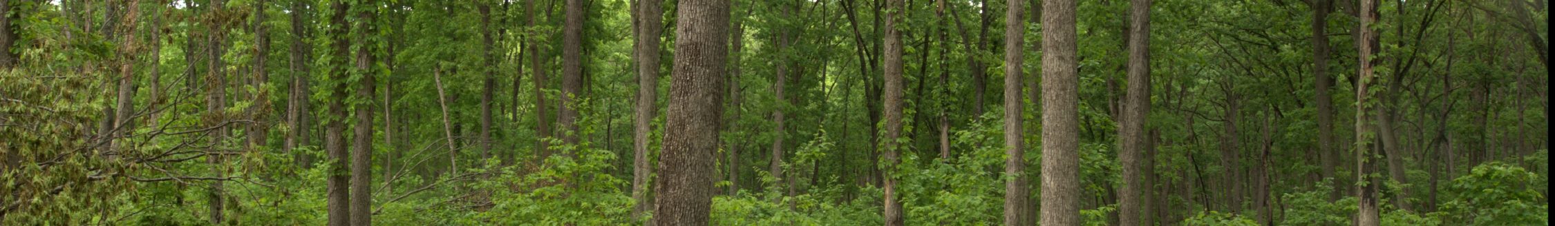 University of Missouri Extension and partners will hold a free forest and wildlife management workshop Sept. 9 at the property of Bill and Margie Haag in Portland, Missouri. (Photo courtesy of Brian Schweiss.)