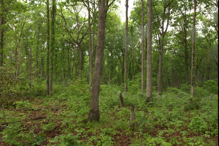 University of Missouri Extension and partners will hold a free forest and wildlife management workshop Sept. 9 at the property of Bill and Margie Haag in Portland, Missouri. (Photo courtesy of Brian Schweiss.)