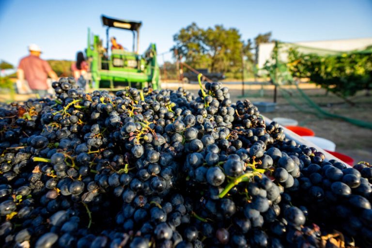 Picked grapes sit in storage containers awaiting transport. Texas wine grape producers were reporting good to exceptional quality fruit this season. (Photo by Sam Craft, Texas A&M AgriLife.)