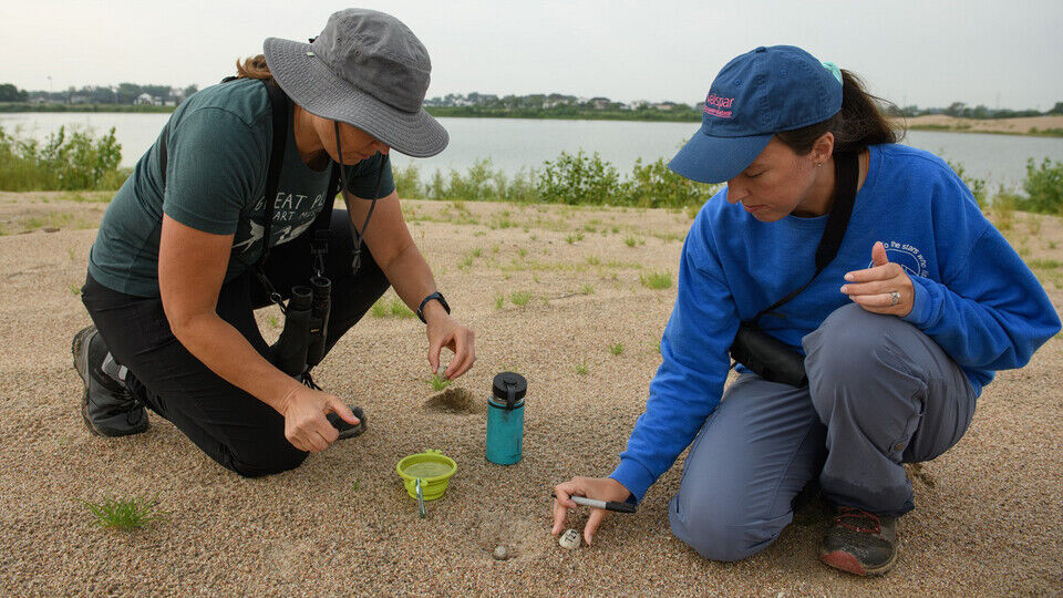 Alisa Halpin (left) floats a least tern egg in a cup of water to determine the age of the nest; the buoyancy of the egg shows how many days old the eggs are. Her daughter, Summer Larkihn, marks the number of the nest on a rock for future reference as part of the Tern and Plover Conservation Partnership. (Photo courtesy of Sophia Balunek.)