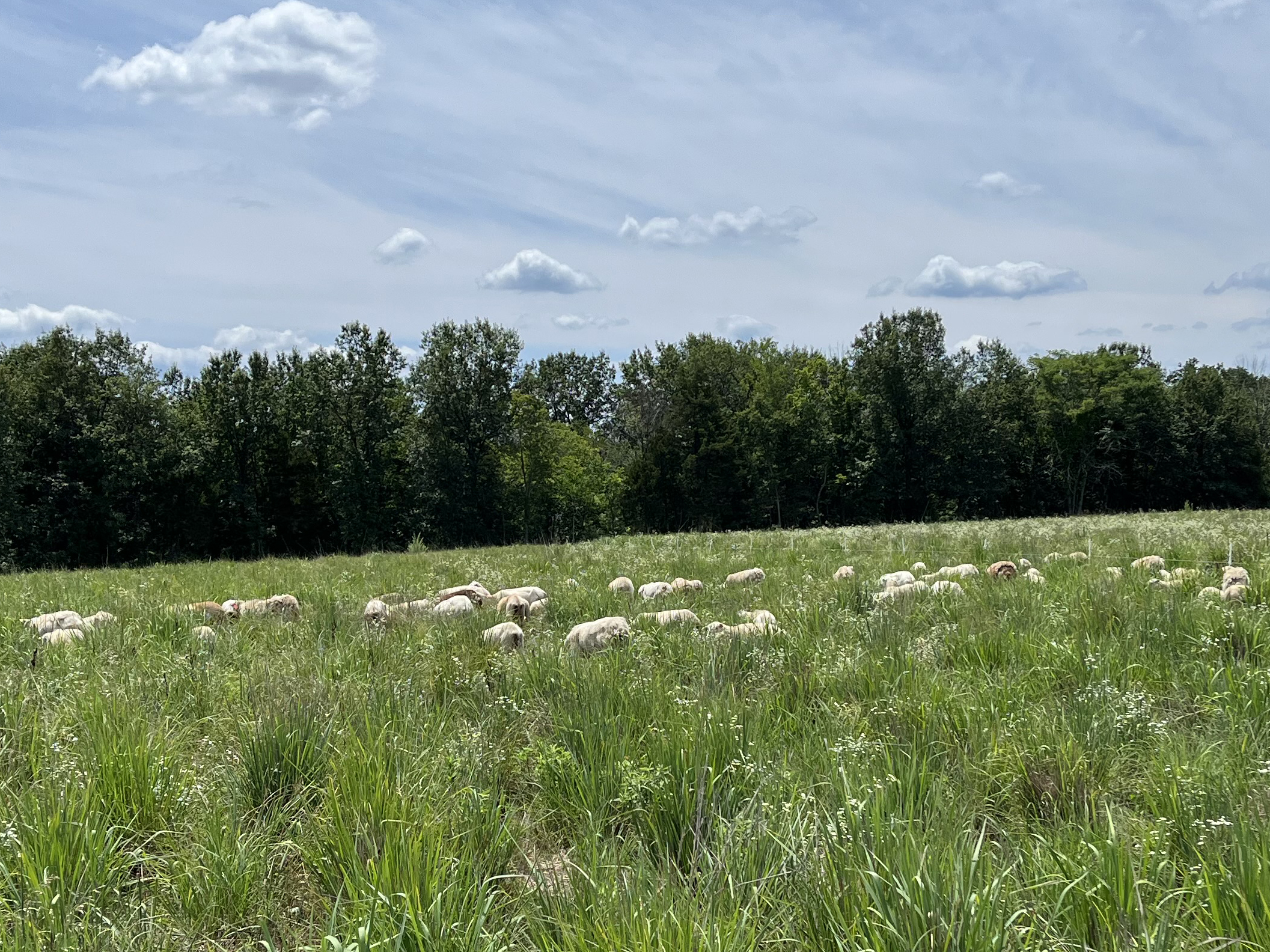 Katahdin sheep grazing Indiangrass, big bluestem, little bluestem mix during D3 drought in Truxton, Missouri. (Photo by Rusty Lee.)