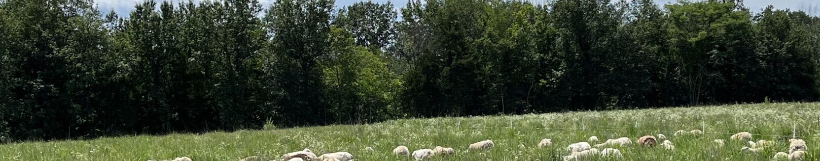 Katahdin sheep grazing Indiangrass, big bluestem, little bluestem mix during D3 drought in Truxton, Missouri. (Photo by Rusty Lee.)
