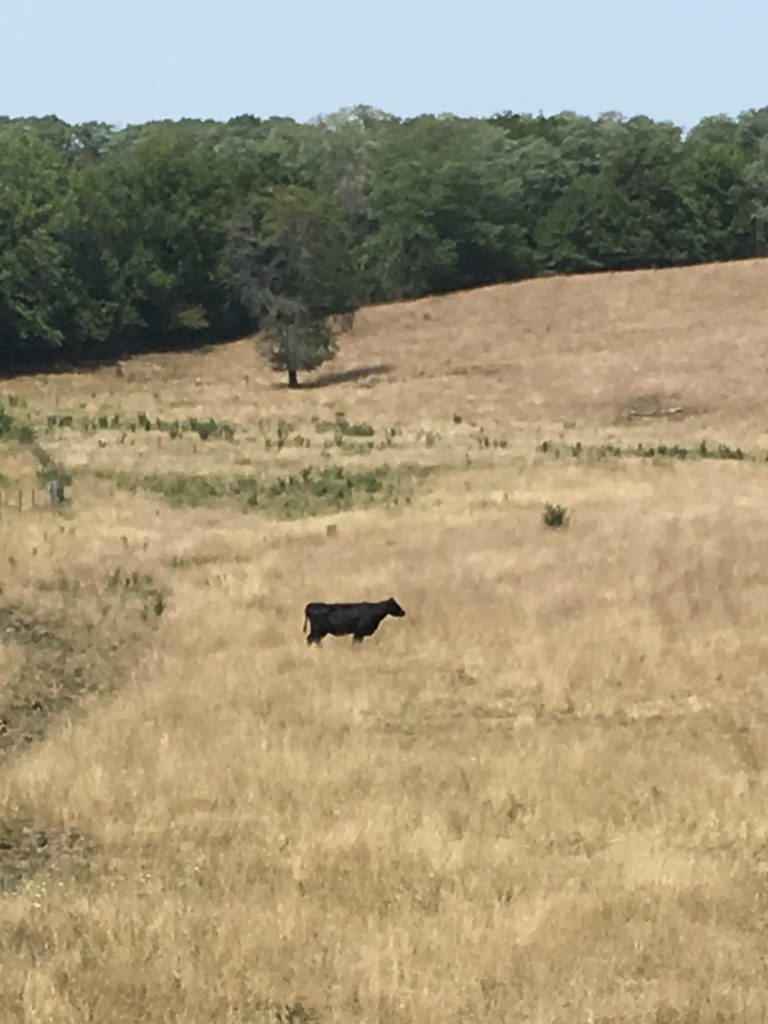 University of Missouri Extension specialists urge producers to closely watch cattle that graze pastures containing Johnson grass and other sorghum species. (Photo courtesy of Tim Evans.)